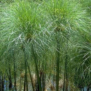 Cyperus papyrus - Pb6.5