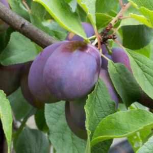 Plum Sharp's Early - Pb18