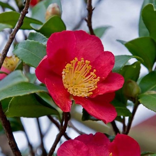 Camellia Yuletide - Pb6.5 (40/60) - Image 2