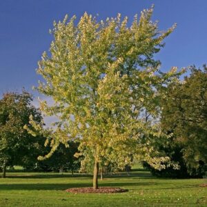 Acer saccharinum, Silver Maple - Pb12