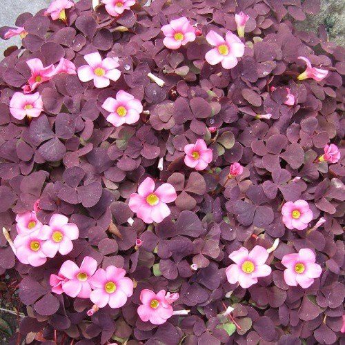 Oxalis p. Nigrescens - Pb5