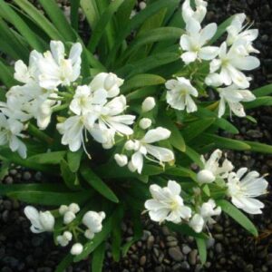 Agapanthus Agapetite -1.3Ltr/Pb6.5