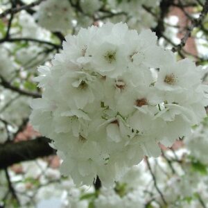 Prunus Shirotae (Mt Fuji) - Pb18