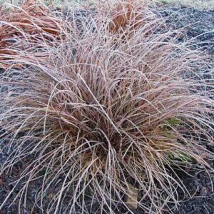 Carex tenuiculmis, Hair Sedge - Pot