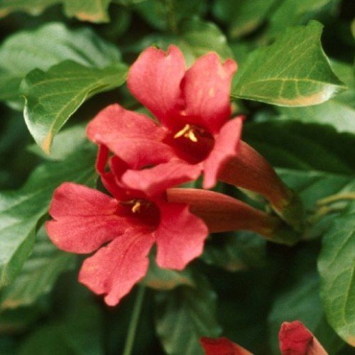 Phaedranthus buccinatorius, Mexican Blood Flower - 1.9Ltr - Image 2