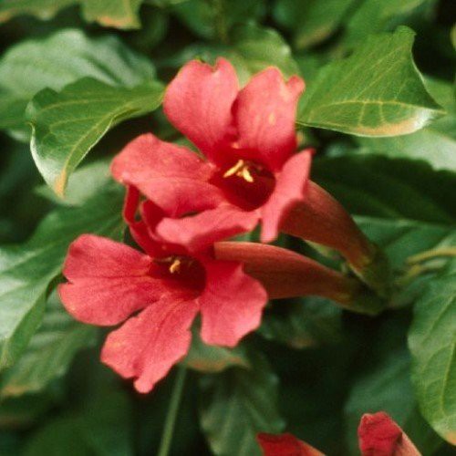 Phaedranthus buccinatorius, Mexican Blood Flower - 1.9Ltr