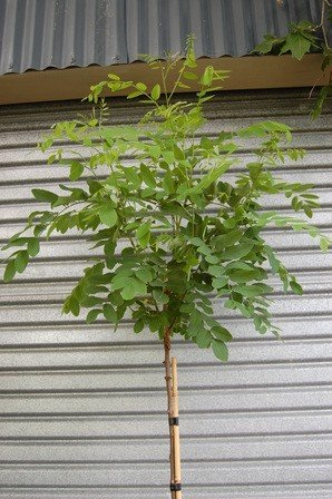 Robinia Mophead - Pb28 (1.8m std)