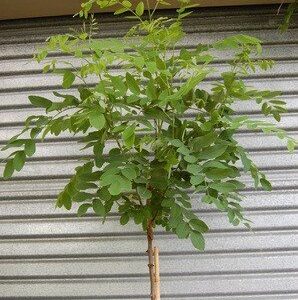 Robinia Mophead - 35Ltr (1.8m std)