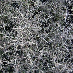 Corokia x Silver Prince - 1.5Ltr