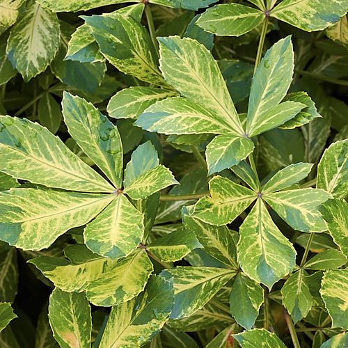 Pseudopanax Gold Splash - Pb6.5