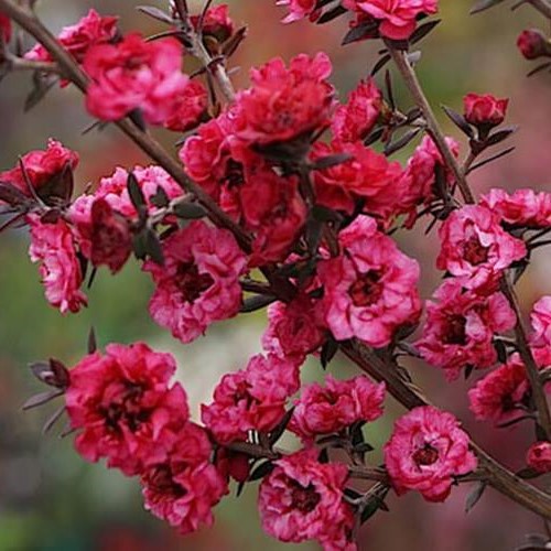 Leptospermum Wiri Joan, Manuka - Pot - Image 2