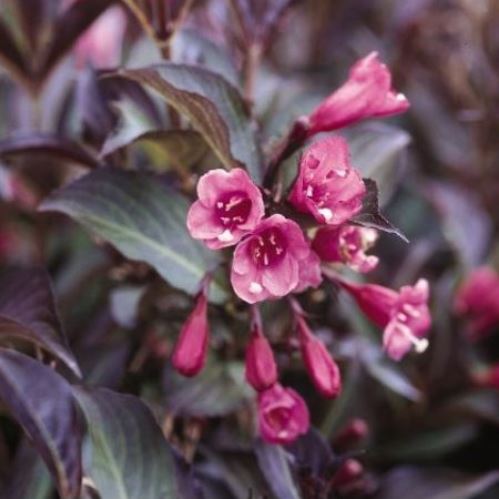 Weigela fl. Purpurea - Pb5 - Image 2