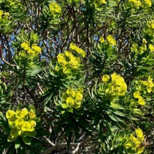 Euphorbia characias Kea, Spurge - 2.4Ltr
