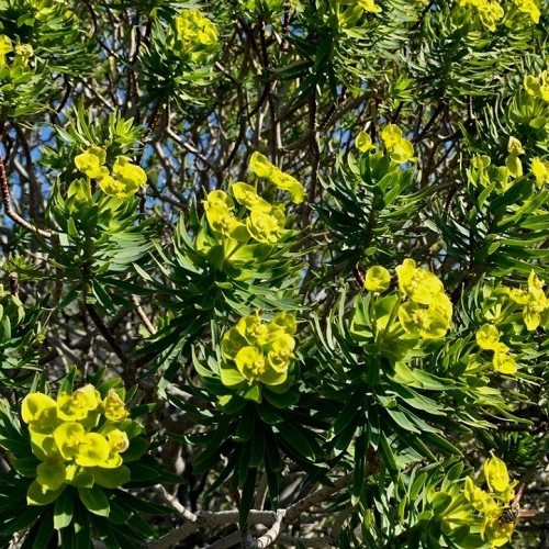 Euphorbia characias Kea, Spurge - 2.4Ltr