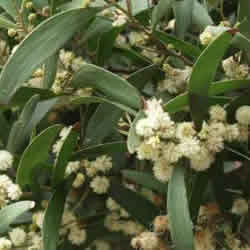 Acacia melanoxylon, Australian Blackwood - Pot