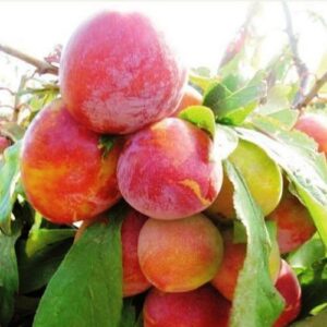 Plum Burbank - Pb18