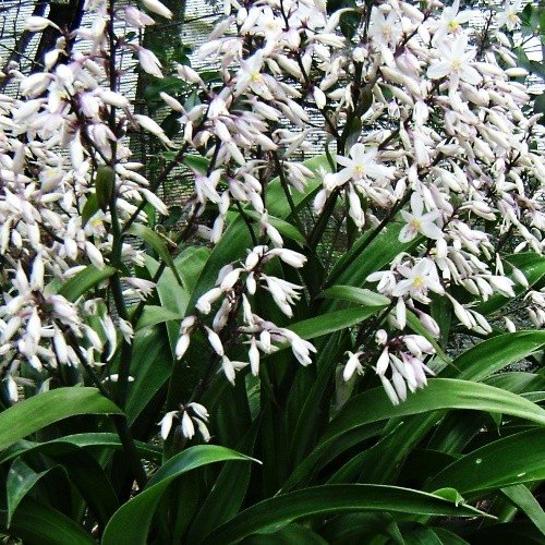 Arthropodium Avalanche, Renga Renga Lily - Pb5 - Image 2