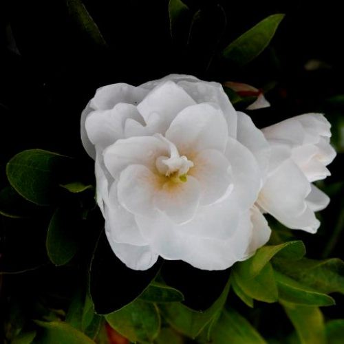 Azalea Gardenia Supreme - 1.25Ltr