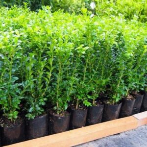 Buxus sempervirens - Pb3/4