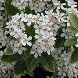 Choisya ternata - Pot (20/30)