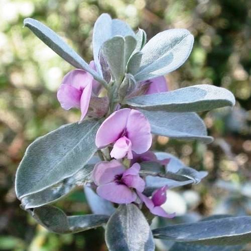 Podalyria sericea - Pb5/Pb6.5 - Image 2