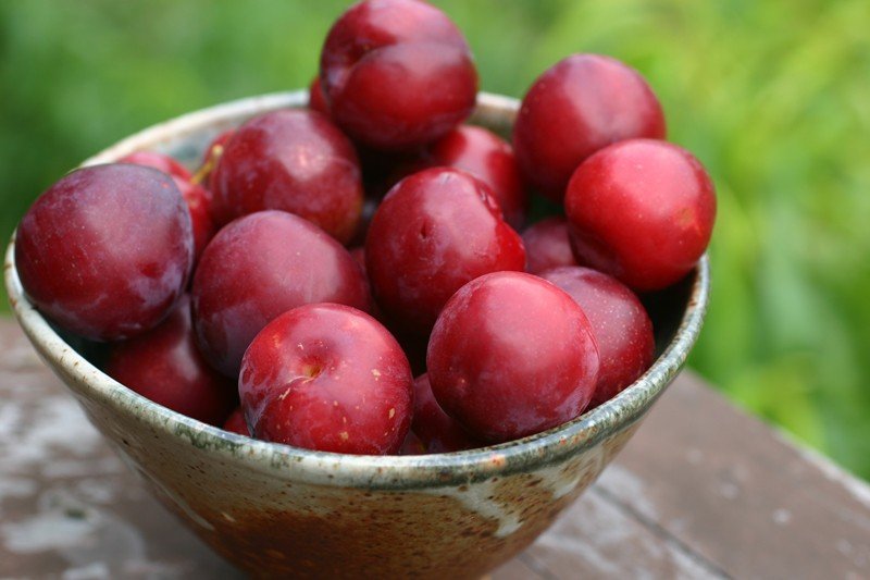 Plum Dan's Early - Pb12/Pb18