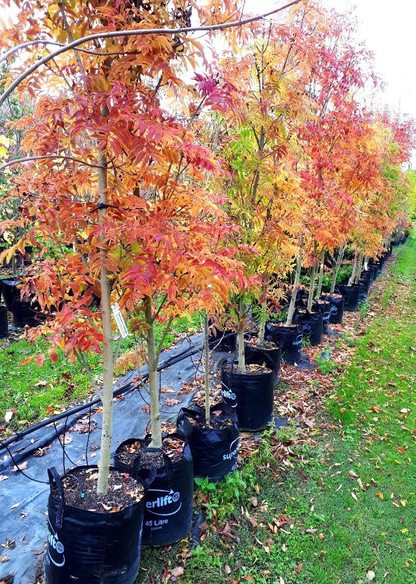 Fraxinus excelsior Green Globe - Pb18-28 - Image 2