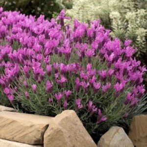 Lavandula pedunculata The Princess - Pb5