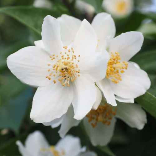 Philadelphus x Beauclerk, Mock Orange - Pb6.5 - Image 2