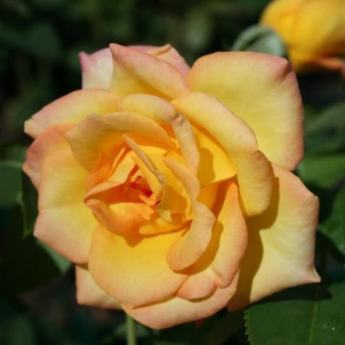 Rose Gold Medal (bush, hyb. tea)