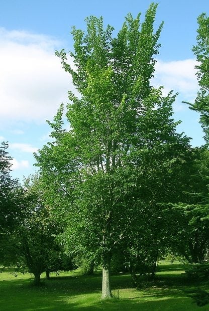 Ulmus Dodoens, Dutch Elm - Pb18 (150/250) - Image 2