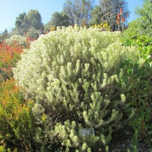 Phylica pubescens, Featherhead - 2.5Ltr