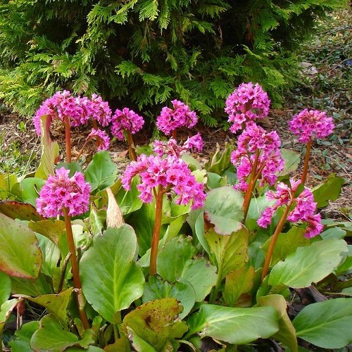 Bergenia cordifolia, Heartleaf Bergenia - Pb5 - Image 2