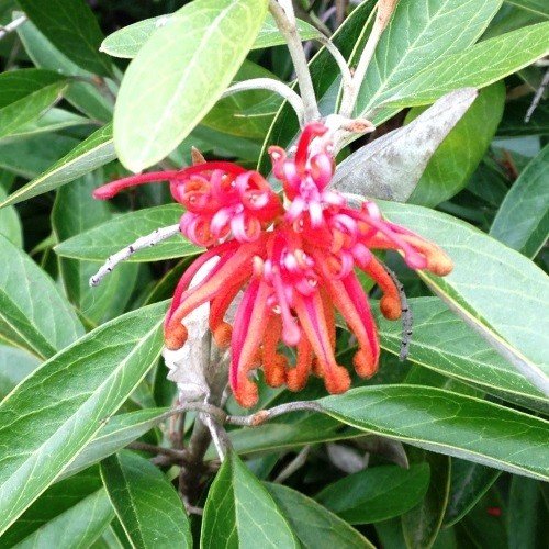 Grevillea victoriae - Pb6.5 (50/90) - Image 2