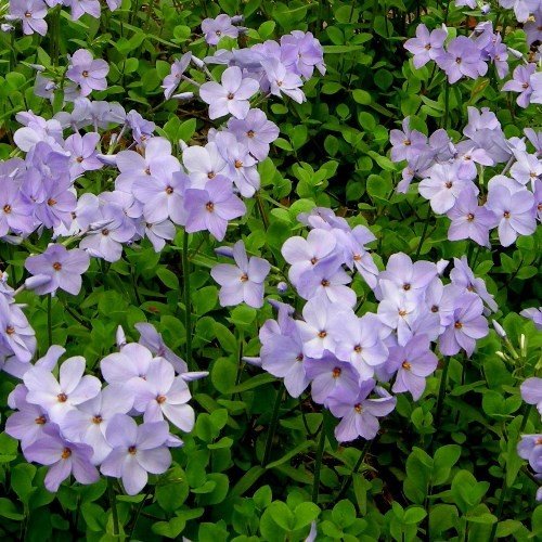 Phlox Blue Ridge, Creeping Phlox - 1.4Ltr/1.5Ltr - Image 2