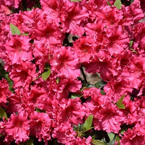 Azalea Red Ruffles - 1.25Ltr - Image 2