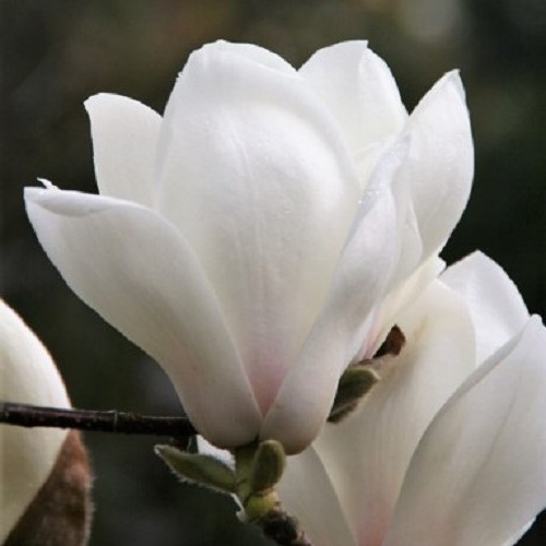 Magnolia Gere - Pb18/Pb28 - Image 2