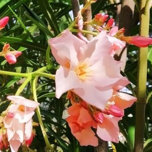 Nerium Apricot, Oleander
