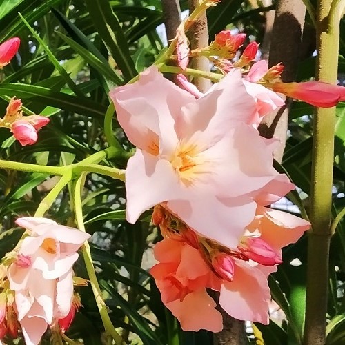 Nerium Apricot, Oleander