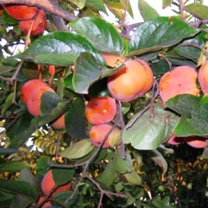 Diospyros Kaki, Ornamental Persimmon - Pot