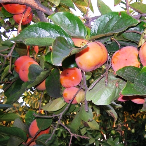 Diospyros Kaki, Ornamental Persimmon - Pot