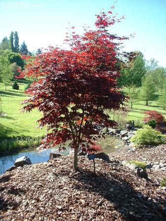 Acer Red Emperor - Pb40/35Ltr