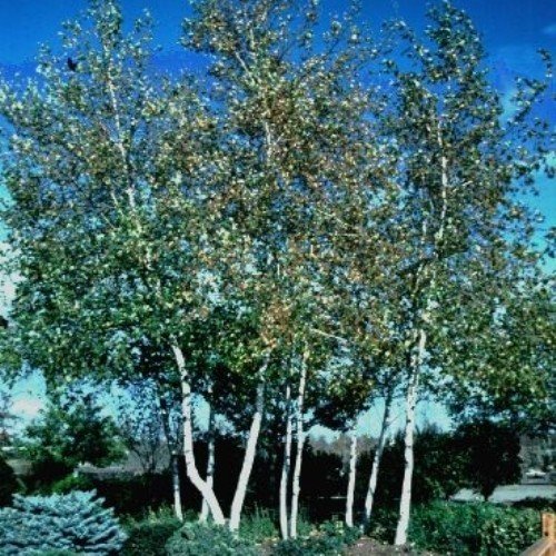 Betula utilis Whitespire, Himalayan Birch - 25Ltr (2.5-3.5M) - Image 2