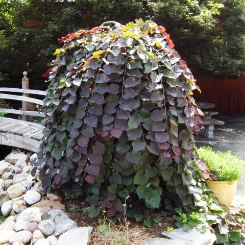 Cercis canadensis Ruby Falls - Pb18/Pb28 - Image 2