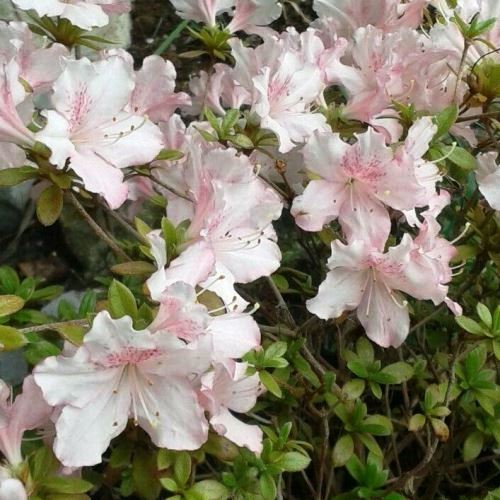 Azalea James Belton - 1.25Ltr - Image 2