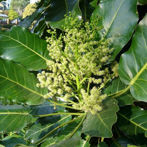 Meryta sinclairii, Puka - Pb12 - Image 2