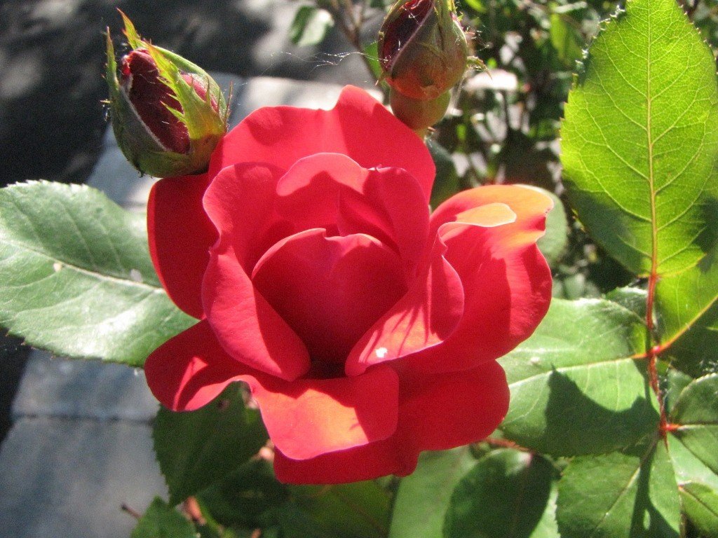 Rose Simplicity Red (floribunda)