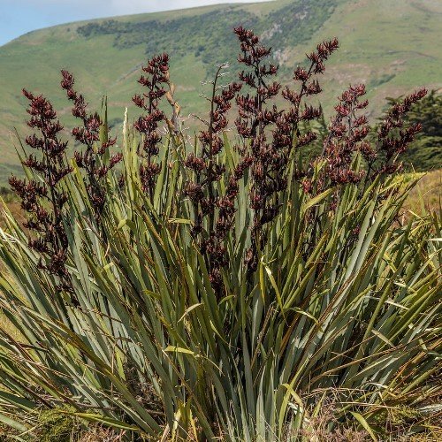 Phormium tenax, Flax - Pb3 - Image 2
