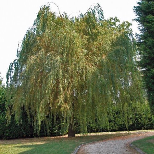 Salix chrysocoma, Golden Weeping Willow - Pb6.5 - Image 2