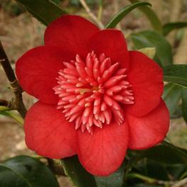 Camellia Bobs Tinsie - Pb6.5 (70/85)